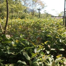 厚朴苗湖北产地直销，欢迎来电厚朴苗湖北产地直销，欢迎来电