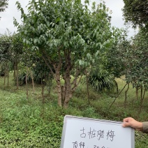 腊梅可批发