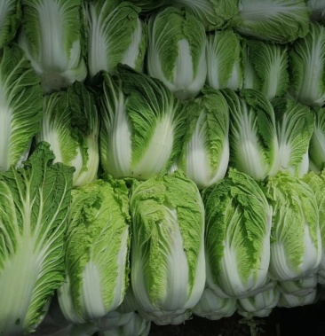 宁夏黄心大白菜,大量上市,产地一手货源全国发货 量大从优