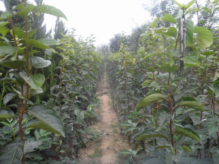 柿树上的柿寄生