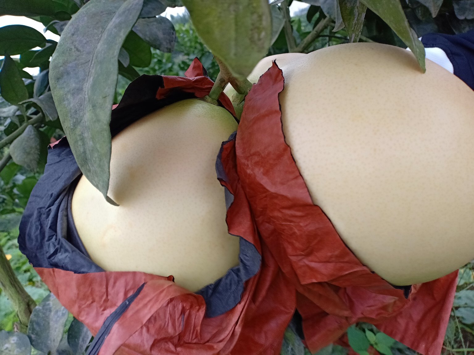 三红蜜柚果园中成熟的果实挂满枝头