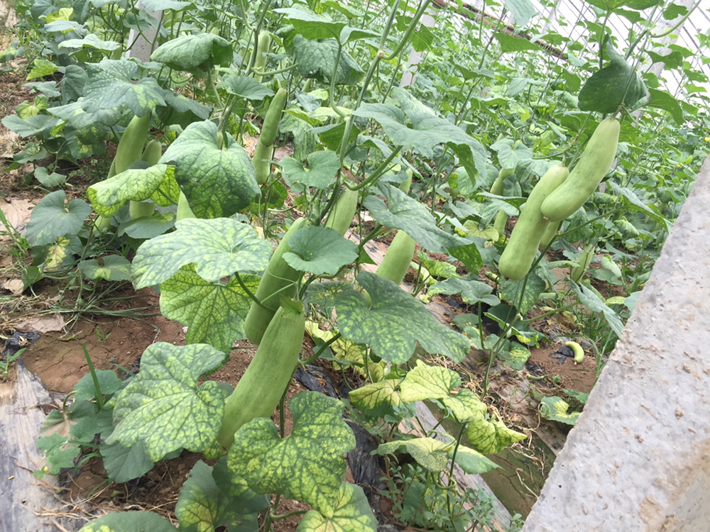 展示大棚内羊角蜜甜瓜种植行间布置的滴灌带,连接水源与施肥罐,植株根部湿润,配有土壤湿度传感器和pH检测仪,体现精准水肥一体化管理场景 羊角蜜甜瓜滴灌施肥系统示意图