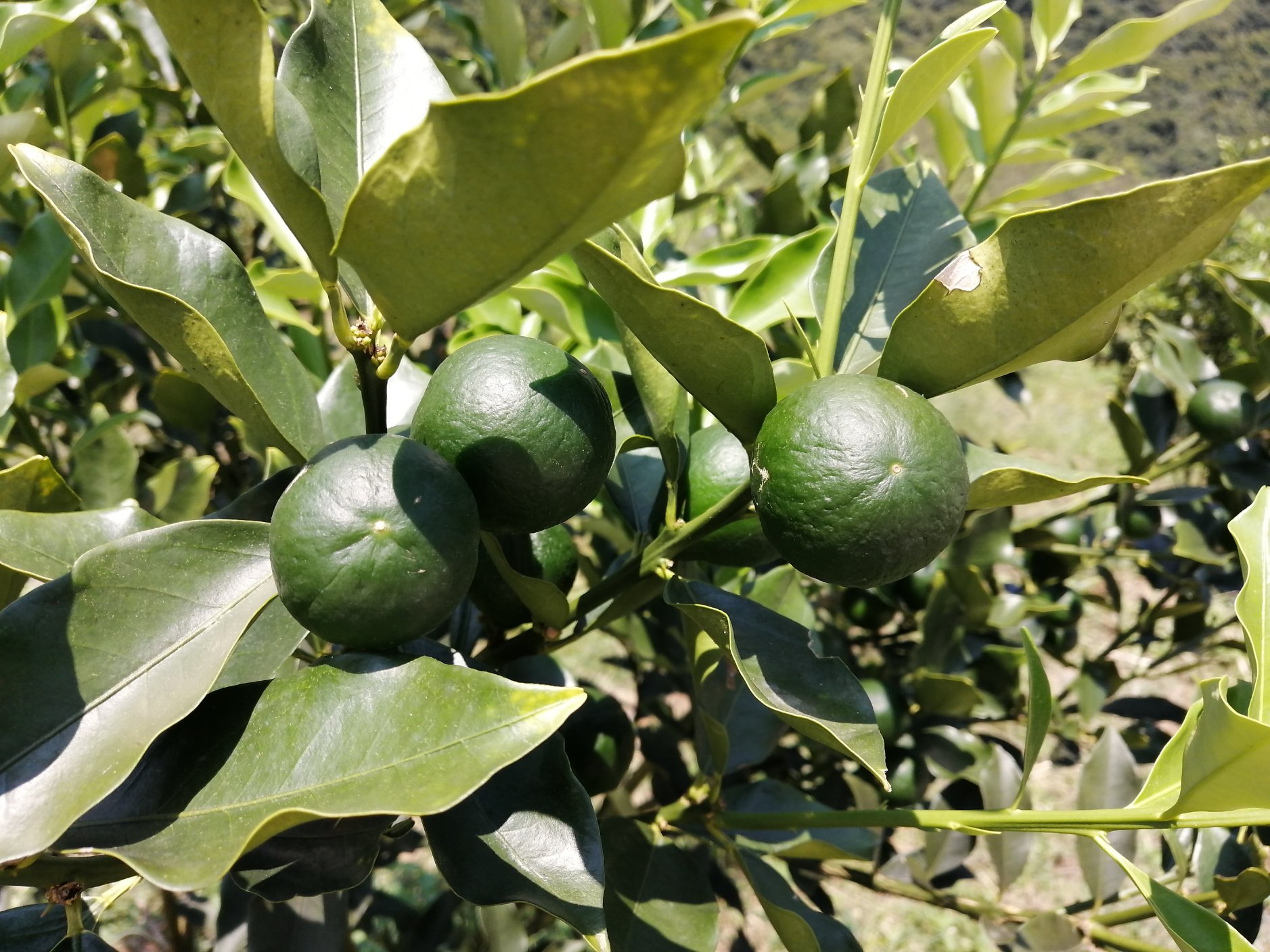 一株生长旺盛的金桔树,枝条上分布着深绿色有光泽的椭圆形叶片,部分叶片边缘清晰可见油腺点,阳光透过叶片呈现透明斑点状结构,背景为乡村庭院环境 金桔植株特写