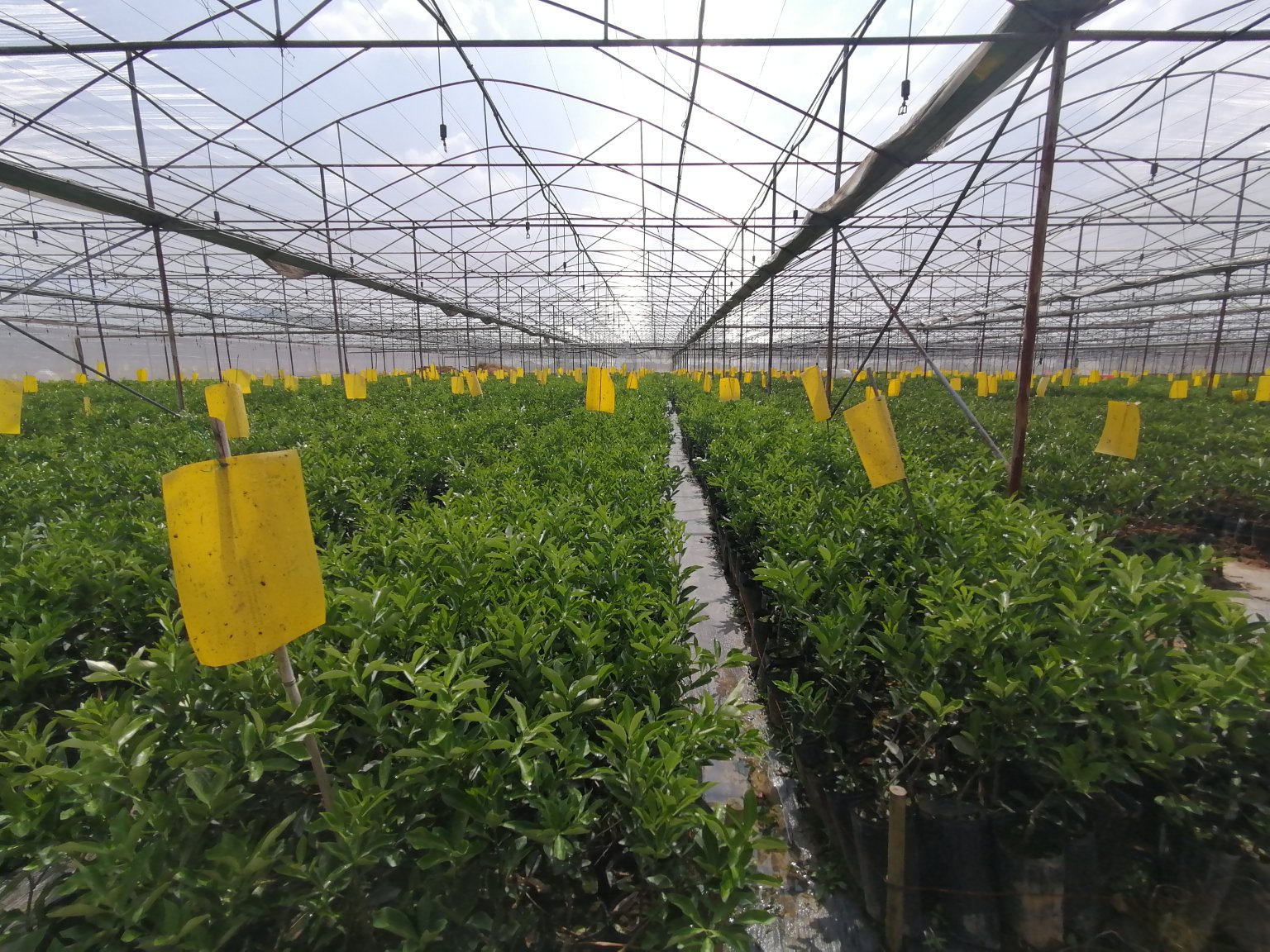 金桔树枝干上附着的介壳虫群落