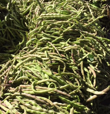 九粒红九九红豆角都已大量上市中价格低质量好新老收购