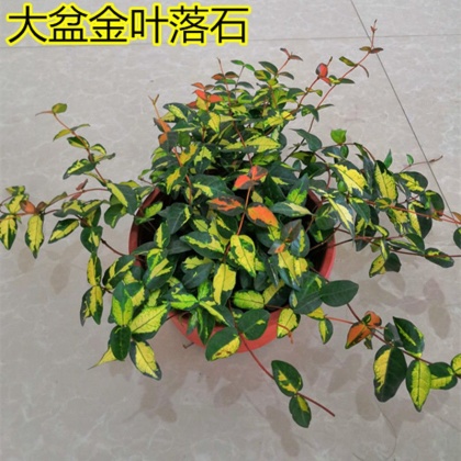 石吊兰价格行情