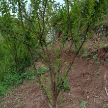 椎李苗，大苗，挂果苗，椎李，果形大，味道甜，含糖量高。