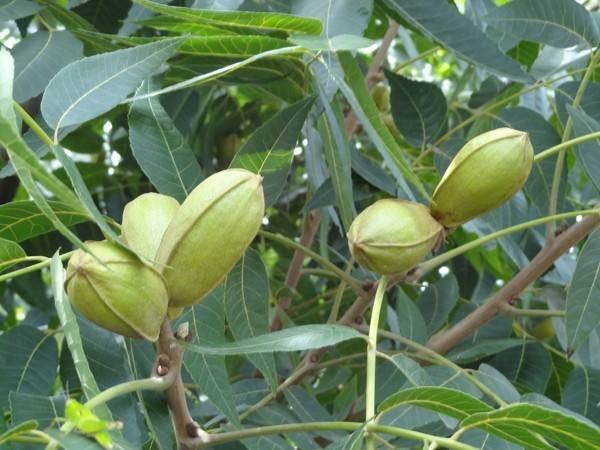 樱桃种子与果实对比图