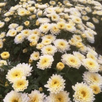 北京菊,鲜菊花,菊花鲜货