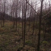 喜树基地可供1一20公分，现货，现货长期有效。