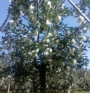 山坡产优质有机绿色黄元帅