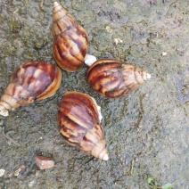 白玉蜗牛