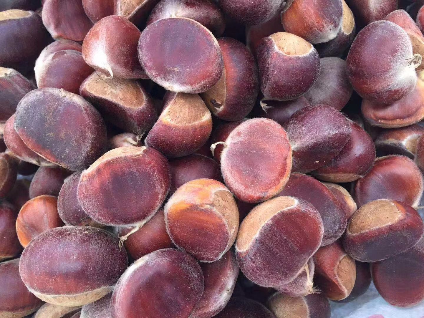 野生小锥栗果实特写