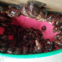 蜗牛