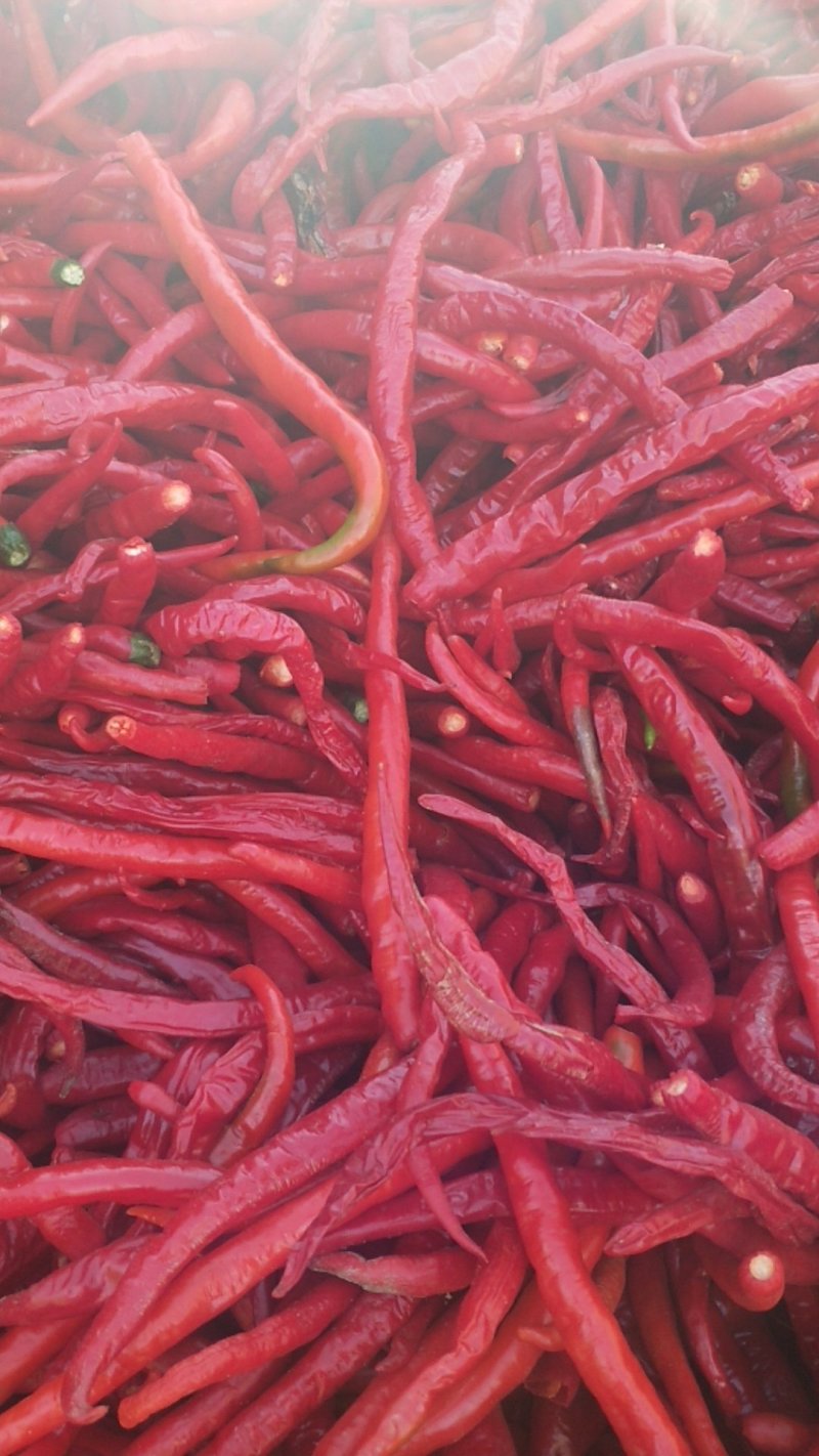 [线椒批发]山西忻州忻府区鲜辣椒 1.50元/斤红线椒,带把,去 _ 一亩田