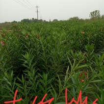 夹竹桃
