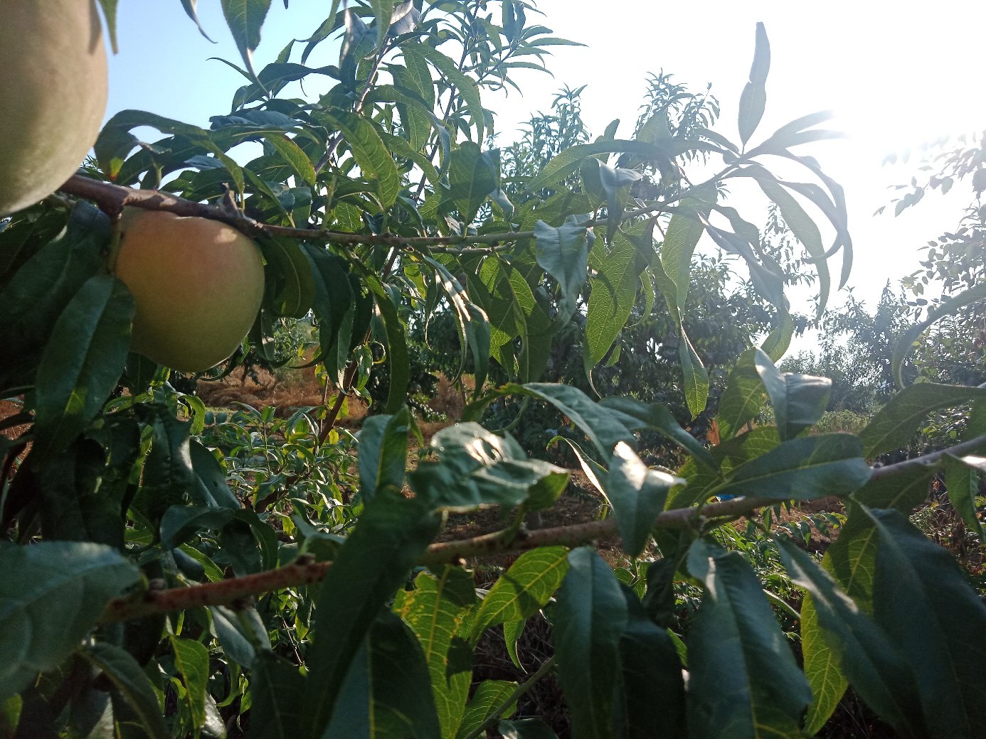 展示金寿桃种植园的实景,果树整齐排列,果实挂满枝头,阳光透过叶片洒在果面上 金寿桃种植园实景图