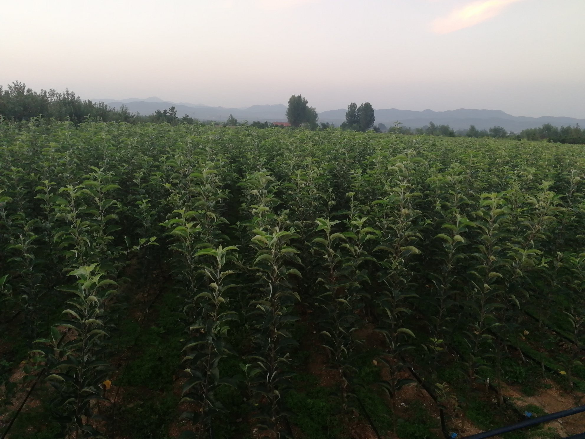 新苹果嘎啦果园实景图