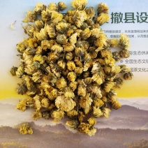 太阳菊