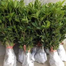 桂花苗金桂花树苗八月桂金桂丹桂血桂桂花苗木批发