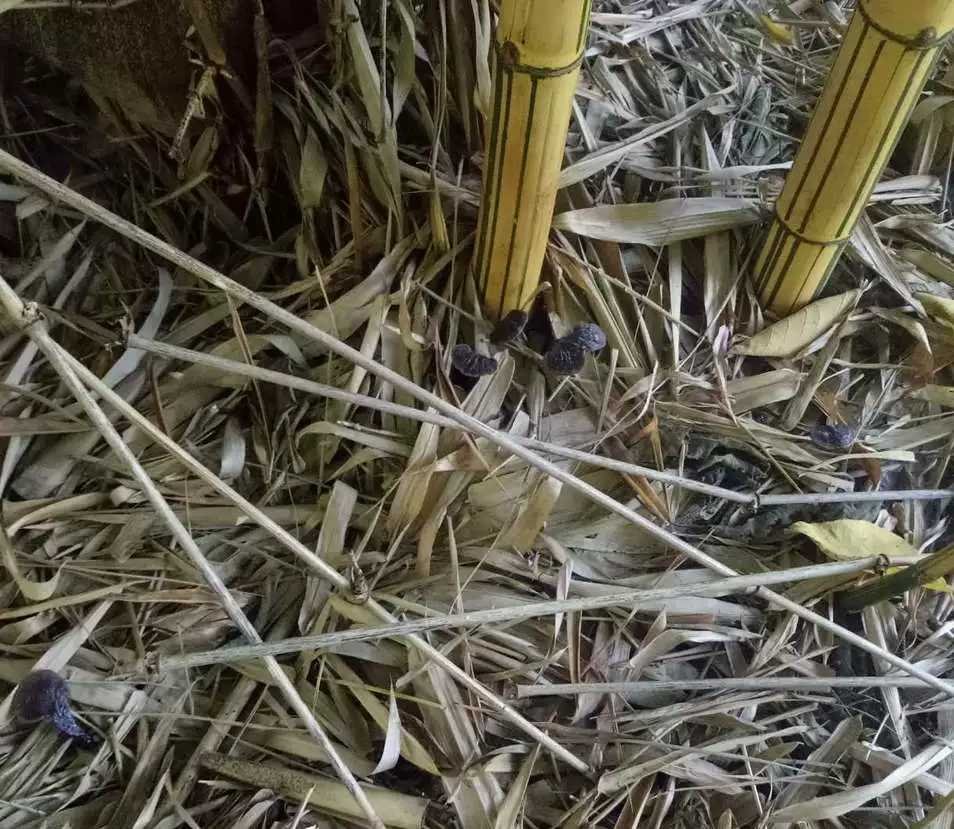 竹林中的野生菌类特写