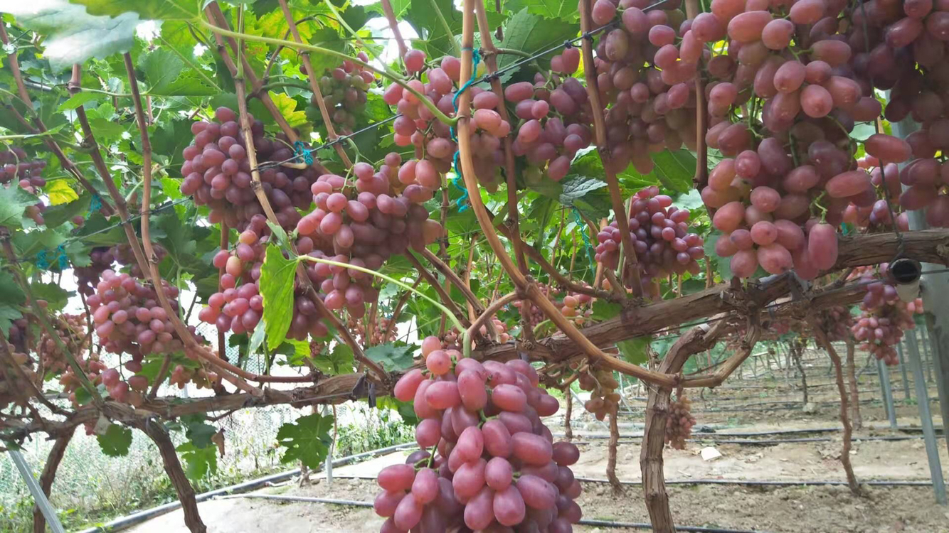 一串成熟鲜亮的克伦生葡萄挂在藤上,果实呈深红色,颗粒均匀饱满,表面有自然光泽,背景为阳光照射下的葡萄园,展现出丰收景象 克伦生葡萄特写