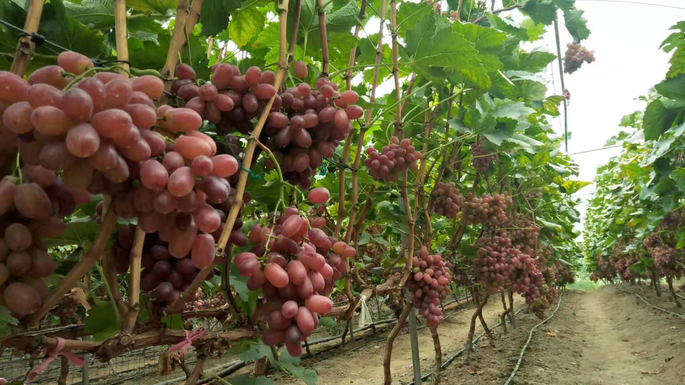 克伦生葡萄种植基地航拍图