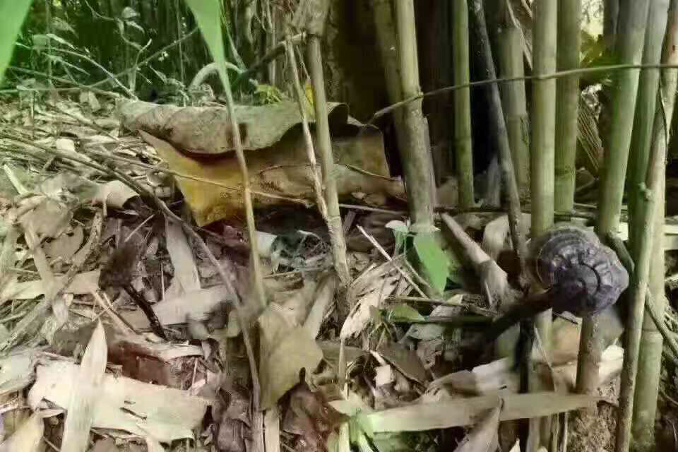 山上的野生灵芝生长在竹林中,依附于老竹根部 山上的野生灵芝生长在竹林中