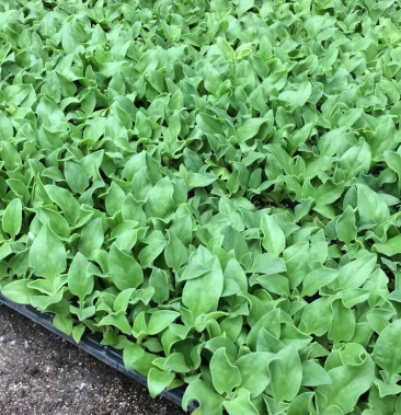 水晶冰菜苗子冰菜種子冰草種籽種苗春季冰草菜四季蔬菜苗