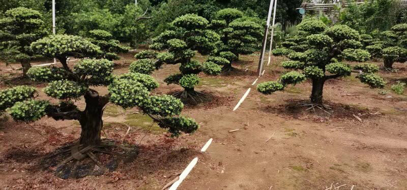 罗汉松盆景展示