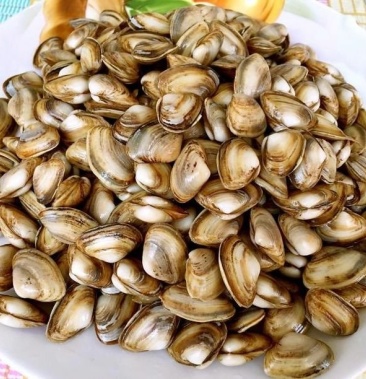 海瓜子白瓜子连云港特产海鲜贝类新鲜鲜活海瓜子海沙子小蛤