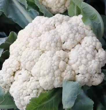 精品青梗有机花菜大量上市,代发全国,欢迎全国客商前来采购