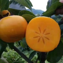 桂林恭城脆柿柿饼