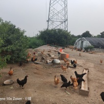 土鸡散养地，350每亩。句容市道路通