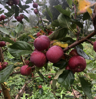 40万元订单总额商家其他商品出售大量果树