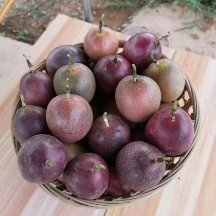 西双版纳台农一号百香果产地行情