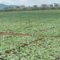 农用地膜、（包邮）
