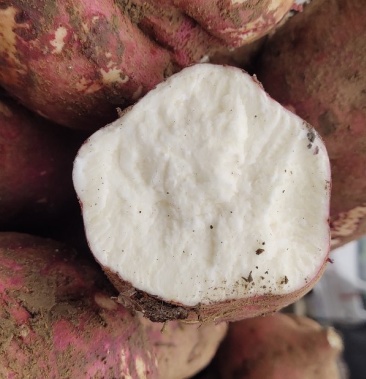 商薯19白心加工厂淀粉厂