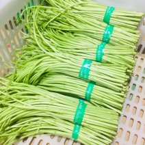藜蒿新鲜去叶带叶泥蒿芦蒿湖北芦蒿发全国采购可开发票