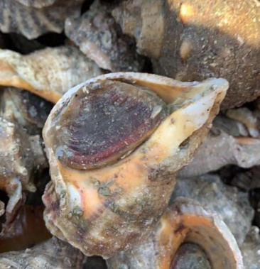 [海螺批发]海螺头价格440.00元/袋 - 一亩田