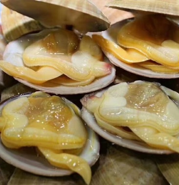 黄蚬子,沙蚬子,丹东无沙黄蚬子.