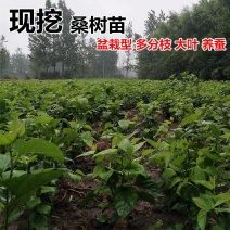 桑树苗护坡占地桑树苗