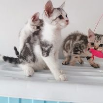 全款600元转让自家养加白美短虎斑猫
