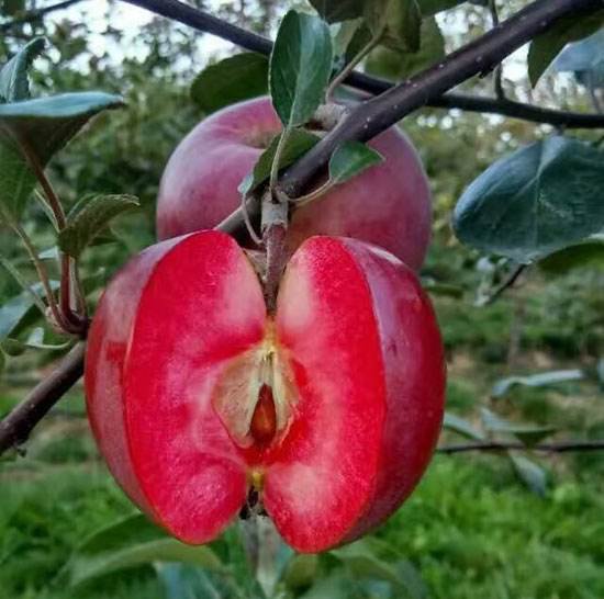 展示两个品种的果实在不同成熟阶段的颜色变化 贵妃芒与青芒贵妃芒对比图