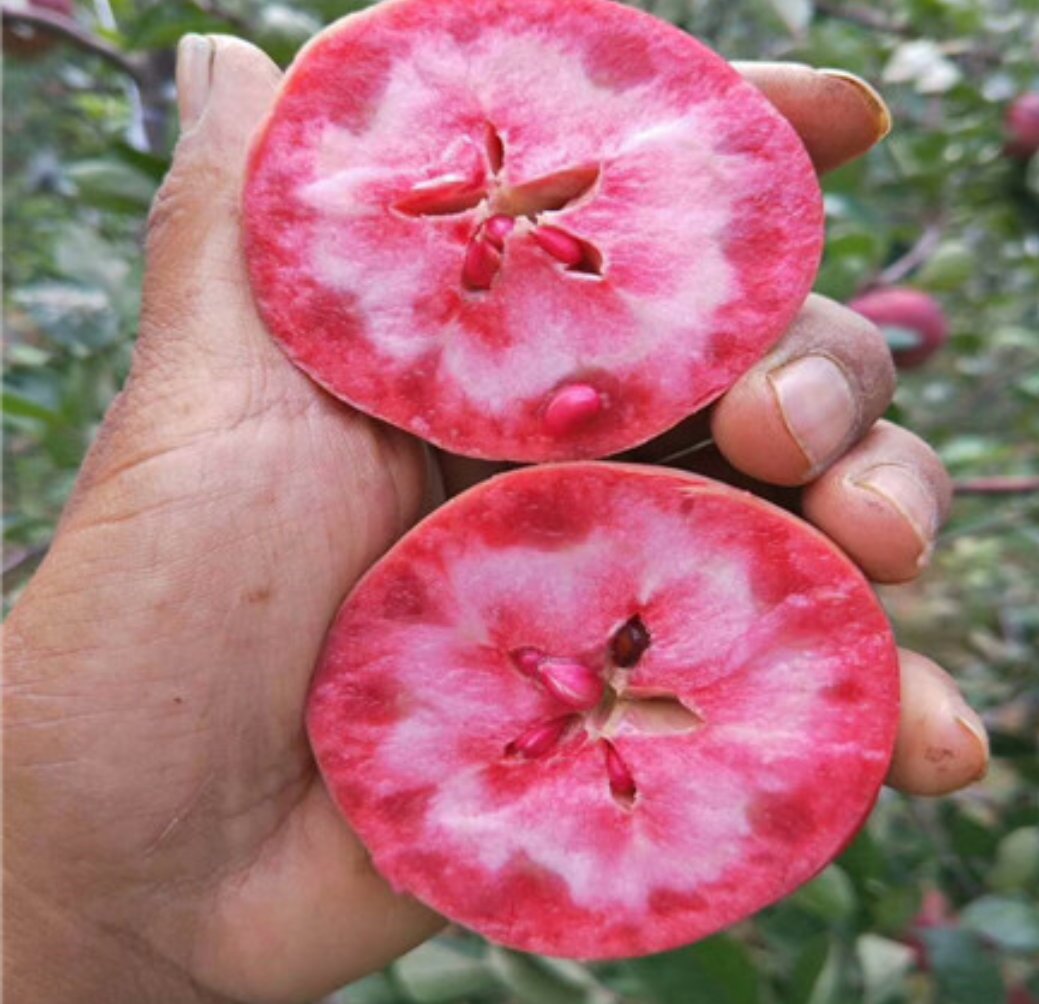 苹果切开展示果肉与果皮