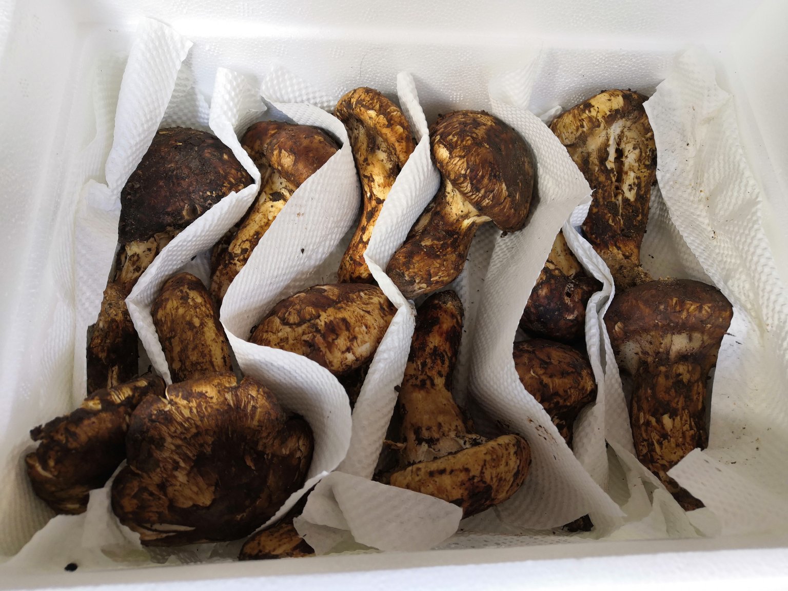 新鲜姬松茸清洗处理图