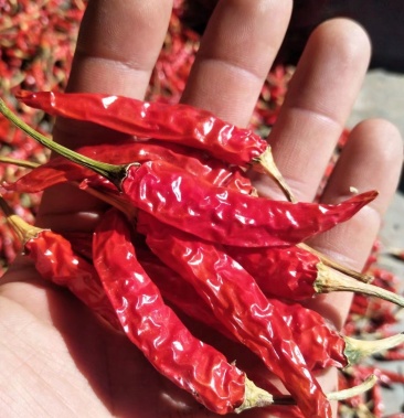 小米辣干辣椒,大量批发零售,量大价格可少