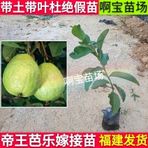 【啊宝苗场】帝王芭乐嫁接苗白心品种更脆更甜番石榴庭