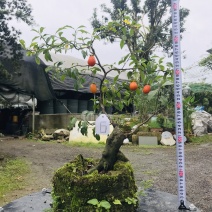 金弹子下山桩可批发1-6