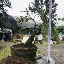 金弹子下山桩可批发7-12